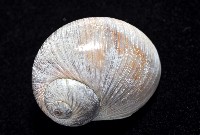 小灰玉螺藏品圖，第3張