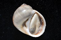小灰玉螺藏品圖，第4張