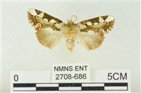 連珠波紋蛾藏品圖，第1張