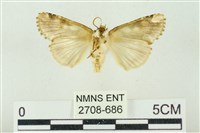 連珠波紋蛾藏品圖，第2張