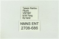 連珠波紋蛾藏品圖，第3張