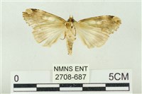 連珠波紋蛾藏品圖，第2張