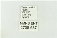 連珠波紋蛾藏品圖，第3張