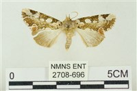 連珠波紋蛾藏品圖，第1張