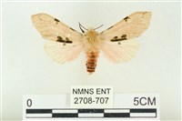 棍棒污燈蛾藏品圖，第1張