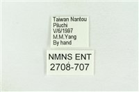 棍棒污燈蛾藏品圖，第3張