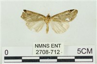 臺美波紋蛾藏品圖，第2張