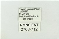 臺美波紋蛾藏品圖，第3張