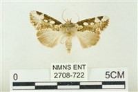 連珠波紋蛾藏品圖，第1張