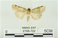 連珠波紋蛾藏品圖，第2張