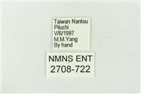 連珠波紋蛾藏品圖，第3張