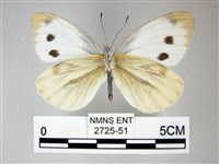 緣點白粉蝶藏品圖，第2張