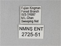 緣點白粉蝶藏品圖，第3張