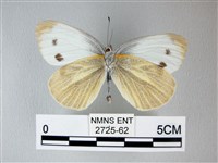 緣點白粉蝶藏品圖，第2張