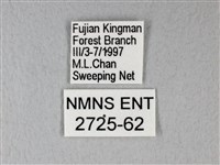 緣點白粉蝶藏品圖，第3張