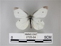 白粉蝶、紋白蝶藏品圖，第1張