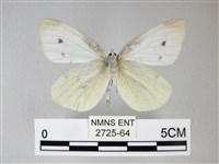 白粉蝶、紋白蝶藏品圖，第2張