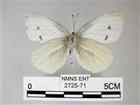 白粉蝶、紋白蝶藏品圖，第2張