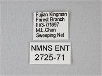 白粉蝶、紋白蝶藏品圖，第3張