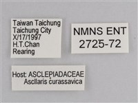 樺斑蝶藏品圖，第3張
