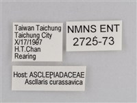樺斑蝶藏品圖，第3張