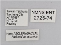 樺斑蝶藏品圖，第3張