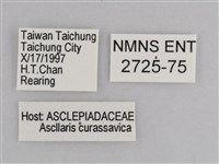 樺斑蝶藏品圖，第3張