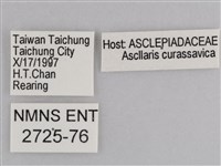 樺斑蝶藏品圖，第3張