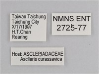 樺斑蝶藏品圖，第3張