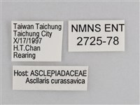 樺斑蝶藏品圖，第3張