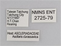 樺斑蝶藏品圖，第3張