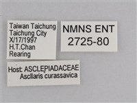 樺斑蝶藏品圖，第3張