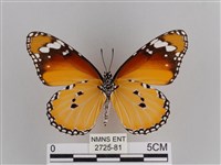 樺斑蝶藏品圖，第2張