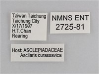 樺斑蝶藏品圖，第3張