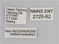 樺斑蝶藏品圖，第3張