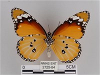 樺斑蝶藏品圖，第2張