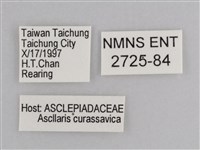 樺斑蝶藏品圖，第3張
