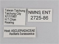 樺斑蝶藏品圖，第3張