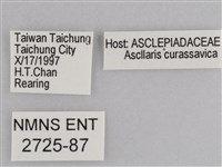 樺斑蝶藏品圖，第3張