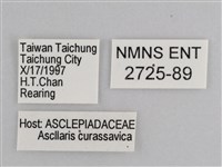 樺斑蝶藏品圖，第3張