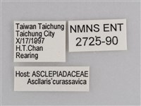 樺斑蝶藏品圖，第3張