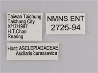 樺斑蝶藏品圖，第3張