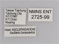 樺斑蝶藏品圖，第3張