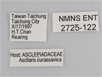樺斑蝶藏品圖，第3張
