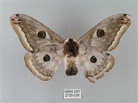 四黑目天蠶蛾藏品圖，第2張