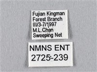 四黑目天蠶蛾藏品圖，第3張