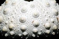 石筆海膽(鉛筆海膽)藏品圖，第4張