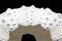 石筆海膽(鉛筆海膽)藏品圖，第10張