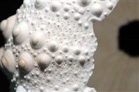石筆海膽(鉛筆海膽)藏品圖，第11張