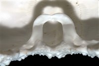 石筆海膽(鉛筆海膽)藏品圖，第13張